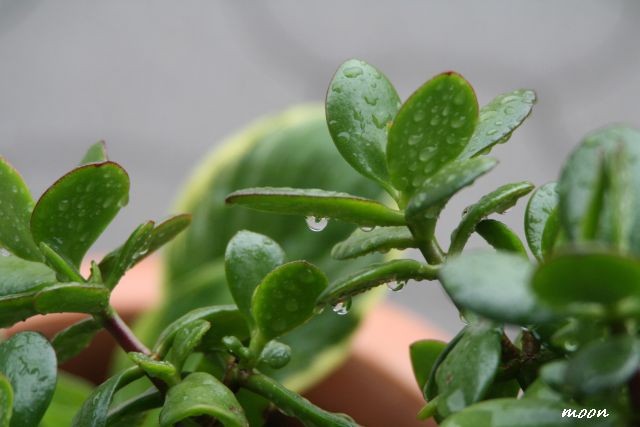 crassula